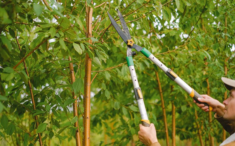 Tree trimming in Umpqua, OR